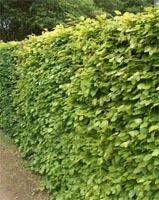 Fagus Sylvatica - Beech Deciduous Tree or Hedge from Heathwood Nurseries