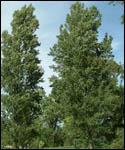 Populus nigra betulifolia -  Native Black Poplar Trees