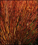 Salix Alba 'Chermesina' Scarlet Willow Hedging Plant