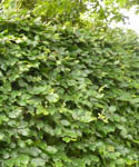 Fagus Sylvatica - Beech Deciduous Hedge from Heathwood Nurseries
