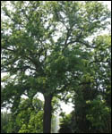 Juglans Nigra - Black Walnut Tree