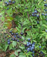 Prunus Spinosa - Blackthorn Hedges from Heathwood Nurseries
