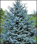 Blue Spruce Tree - Picea Pungens