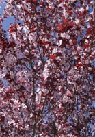Prunus Cerasifera - Cherry Plum Trees from Heathwood Nurseries