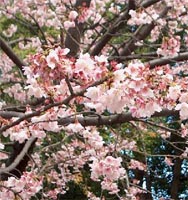 Prunus Avium - Cherry Trees from Heathwood Nurseries