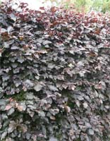 Fagus Sylvatica Purpurea - Copper Beech from Heathwood Nurseries