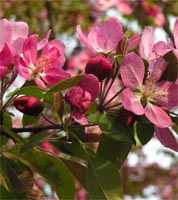 Malus Sylvestrias - Crab Apple Trees from Heathwood Nurseries