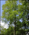 Downy Birch Tree - Betula Pubescens