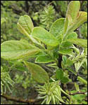 Salix Aurita - Eared Willow Shrub