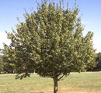 Acer Campestre Deciduous Tree - Field Maple Trees from Heathwood Nurseries