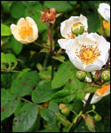 Rosa Arvensis - Field Rose Hedge Plants 