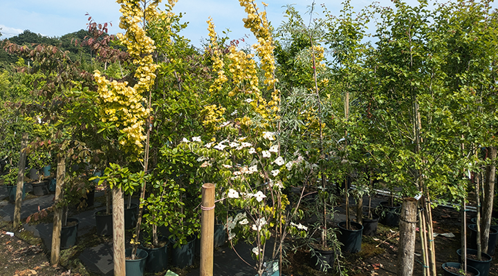 £10 Off Fruit Trees, Ornamentals and Native Trees