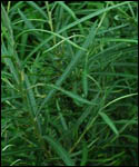 Salix Elaeagnos- Hoary Willow (Rosemary Willow) Hedge
