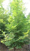 Carpinus Betulus - Hornbeam Deciduous Tree from Heathwood Nurseries