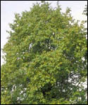Italian Alder Tree - Alnus Cordata
