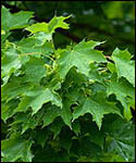 Norway Maple Tree - Acer Platanoides