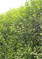 Ligustrum Vulgare - Privet Trees from Heathwood Nurseries