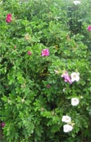 Rosa Rugosa - Ramanus Rose Hedge from Heathwood Nurseries