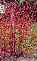 Cornus Alba - Red Barked Dogwood Deciduous Trees from Heathwood Nurseries