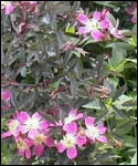 Rosa Rubrifolia - Rosa Glauca Hedging Plant