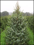 Serbian Spruce Tree - Picea Omorika