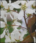 Snowy Mespilus Tree - Amelanchier Canadensis