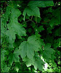 Sycamore Trees - Acer Pseudoplatanus