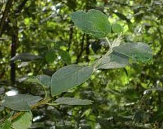 Viburnum Lantana - Wayfaring Hedging Plants from Heathwood Nurseries