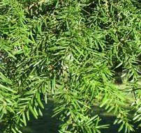 Tsuga Heterophylla - Western Hemlock Trees from Heathwood Nurseries