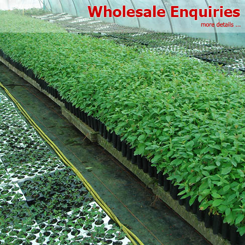 Wholesale Plants Supplier