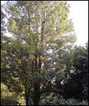 Pyrus Pyraster - Wild Pear Trees from Heathwood Nurseries